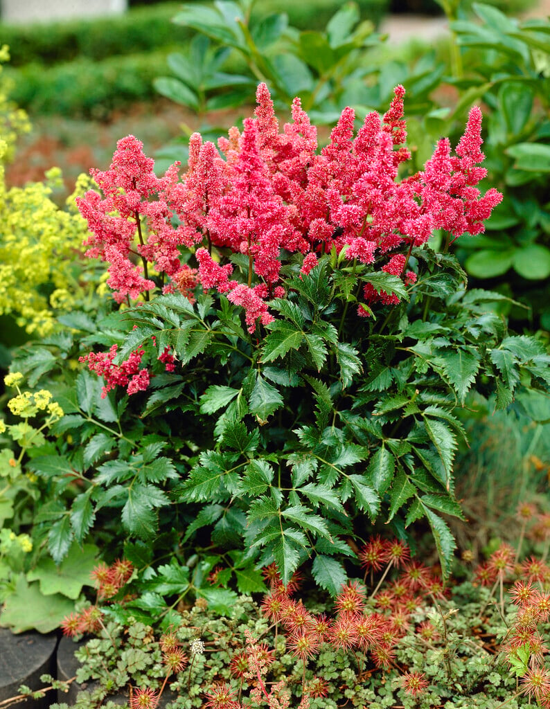 astilbe 'Granat'