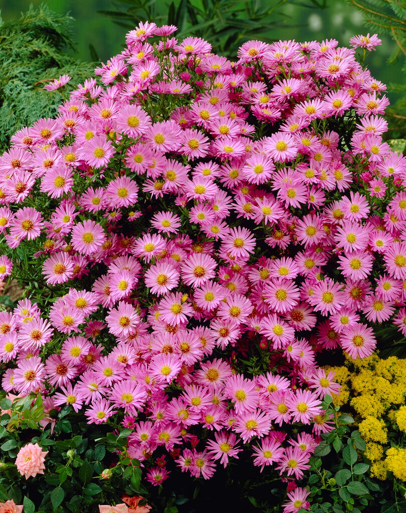 Michaelmas daisy 'Lassie'