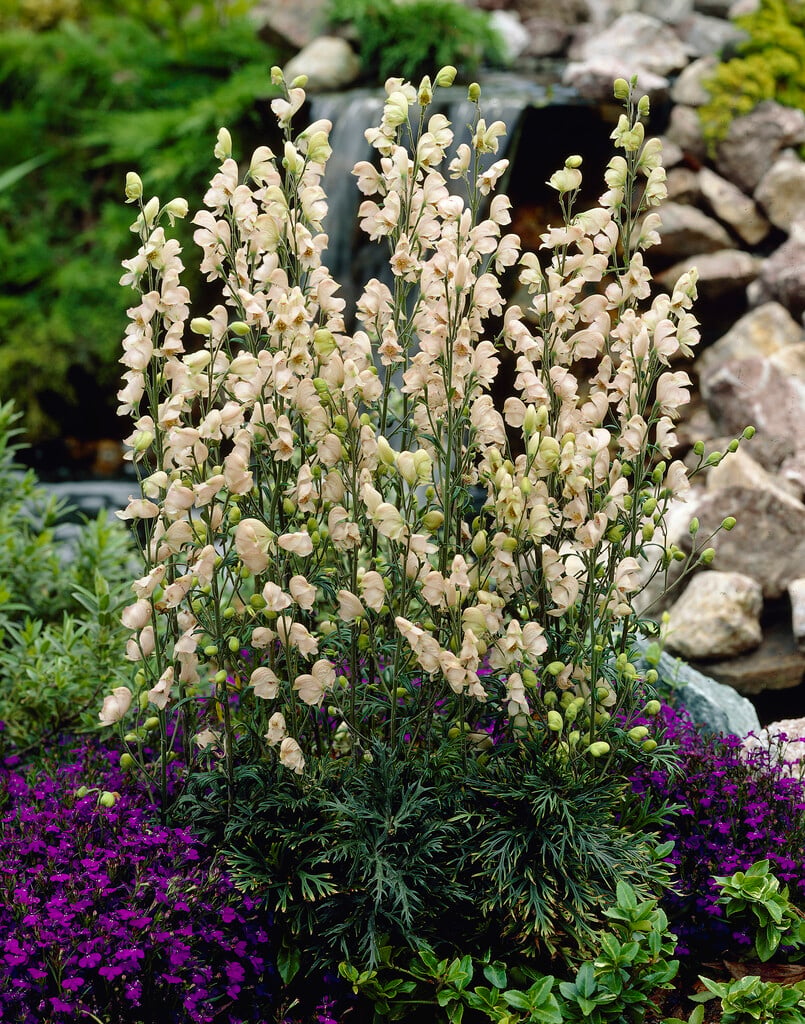 monk's hood 'Rubellum'