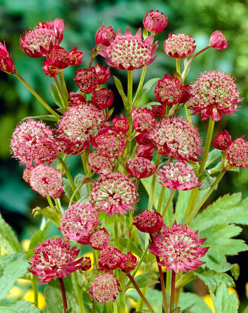 <i>Astrantia</i> <i>carniolica</i> 'Rubra'