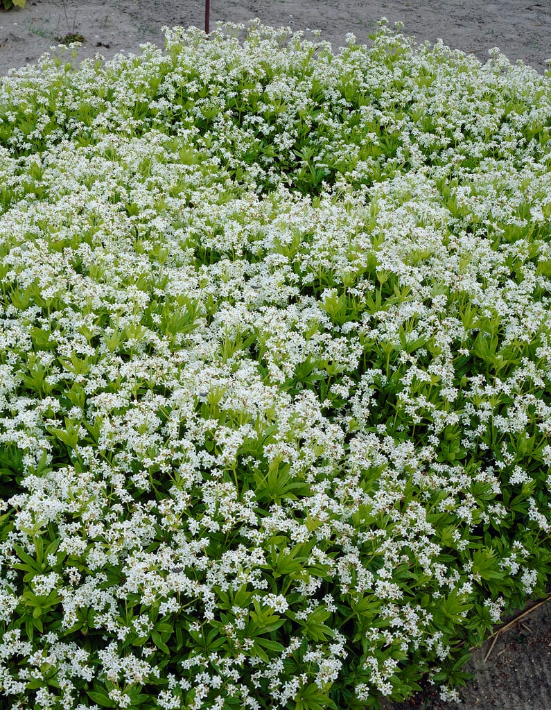 sweet woodruff
