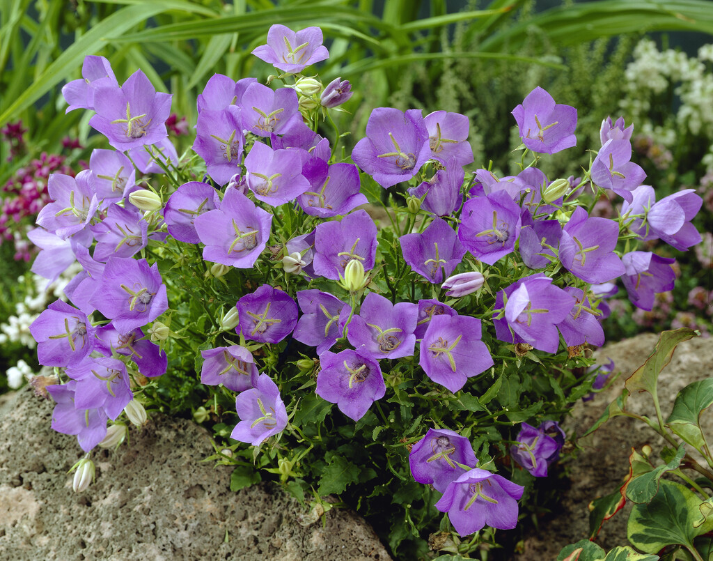 tussock bellflower