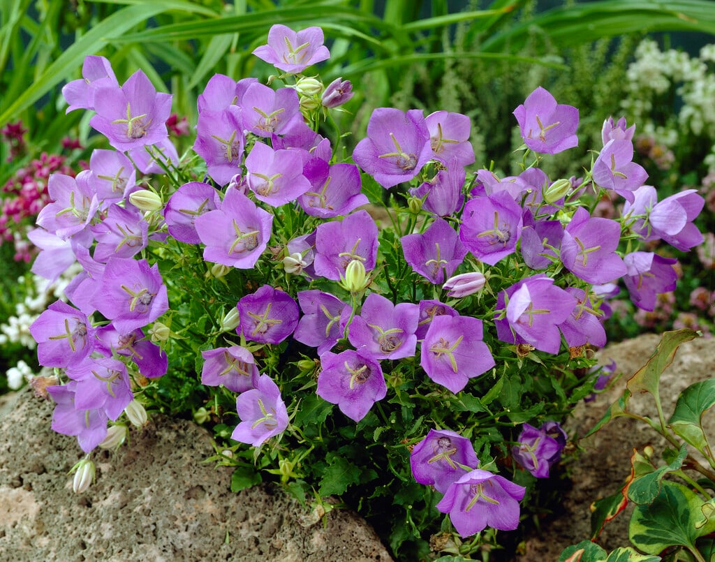 tussock bellflower