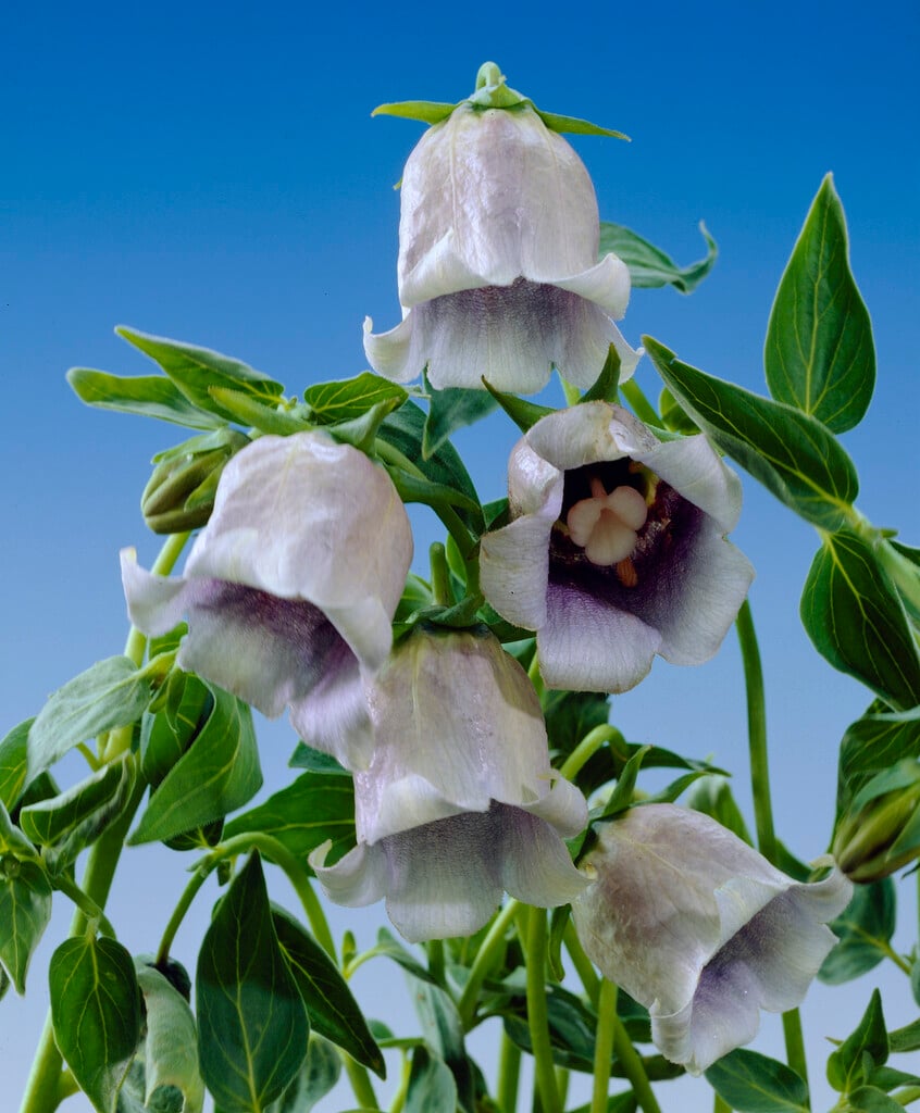 <em>Codonopsis</em> <em>clematidea</em>