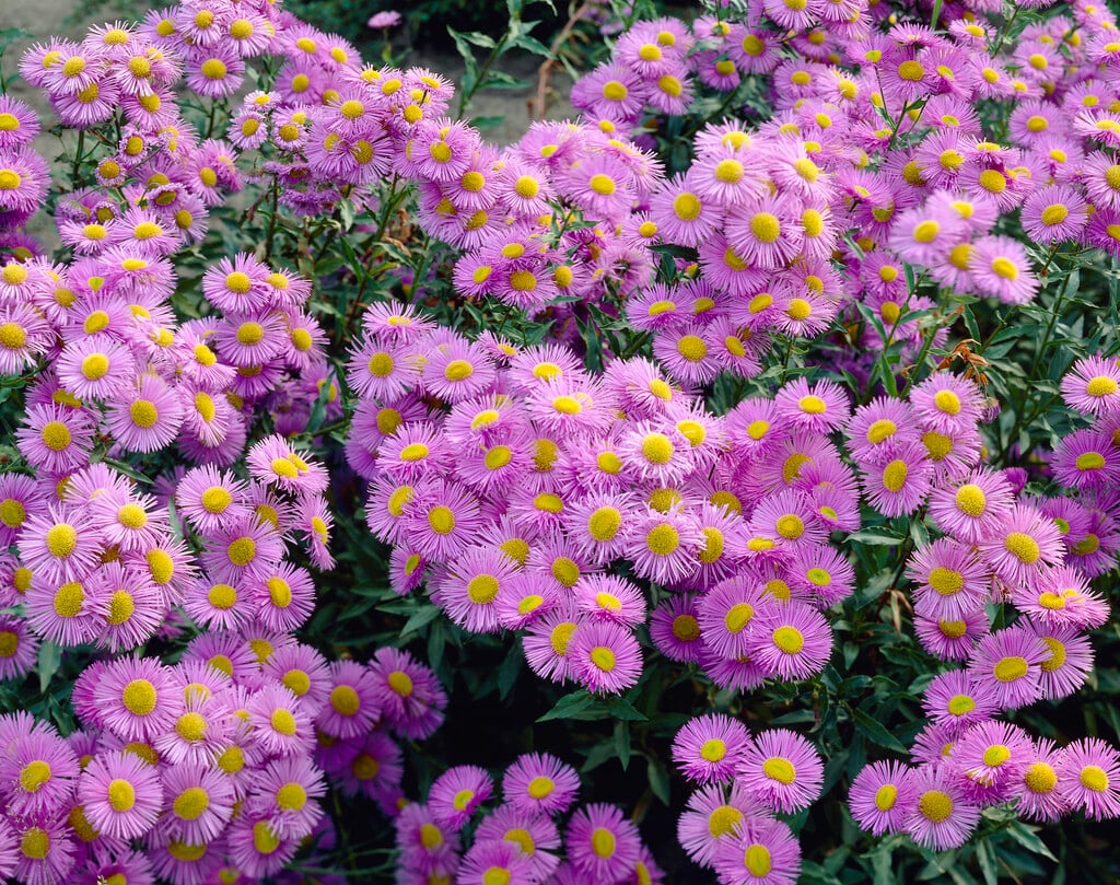 <i>Erigeron</i> 'Adria'