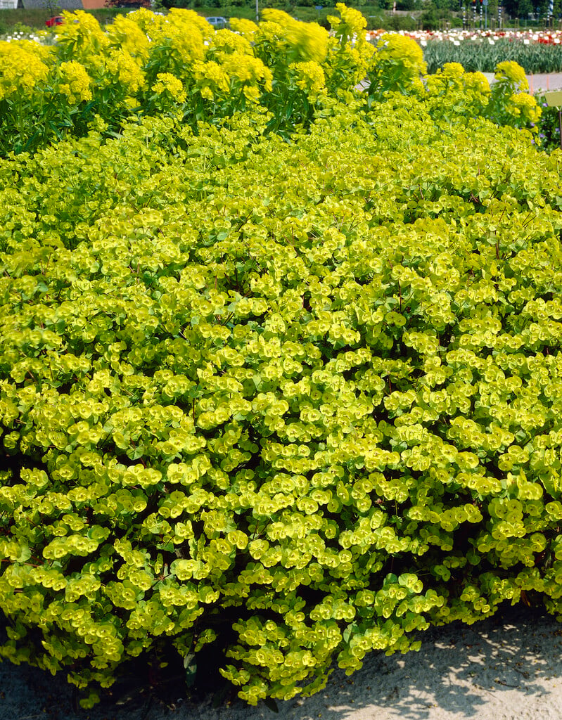 Euphorbia amygdaloides | wood spurge Herbaceous Perennial/RHS Gardening