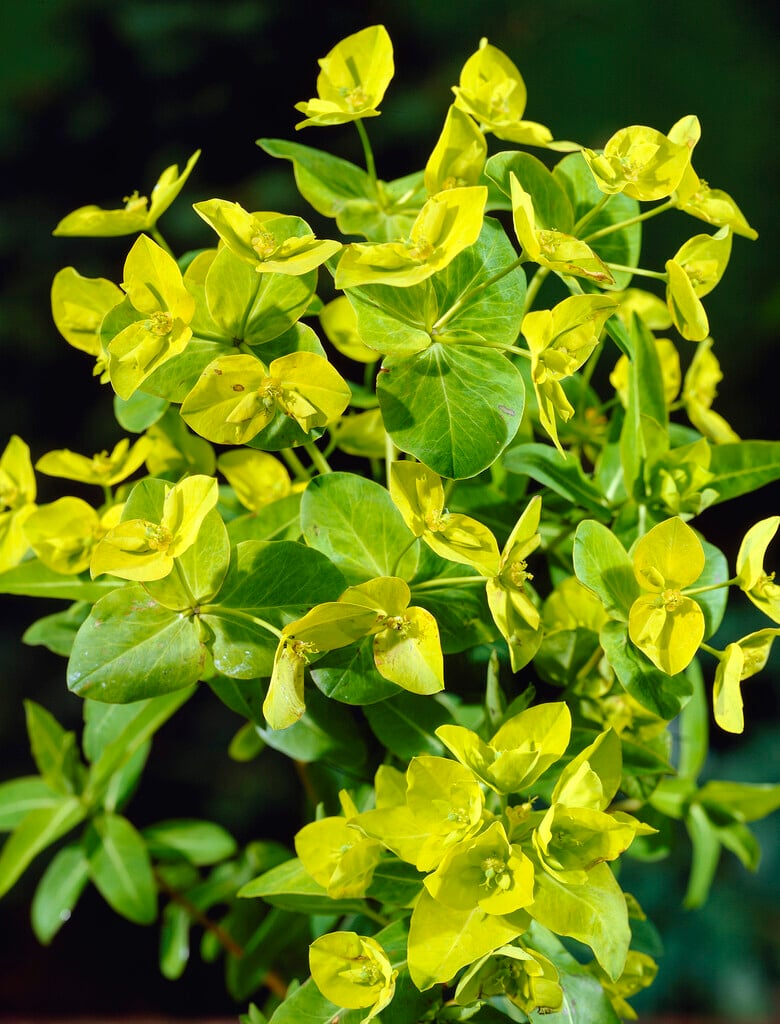 coral spurge