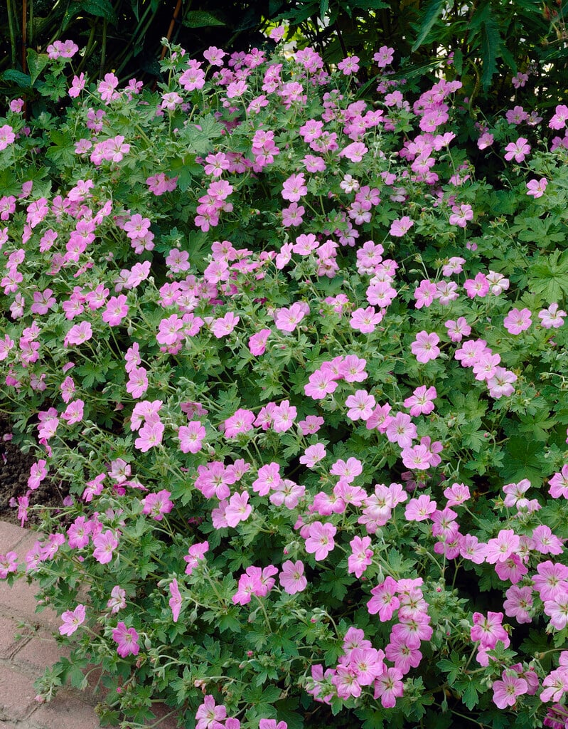 cranesbill 'Mavis Simpson'