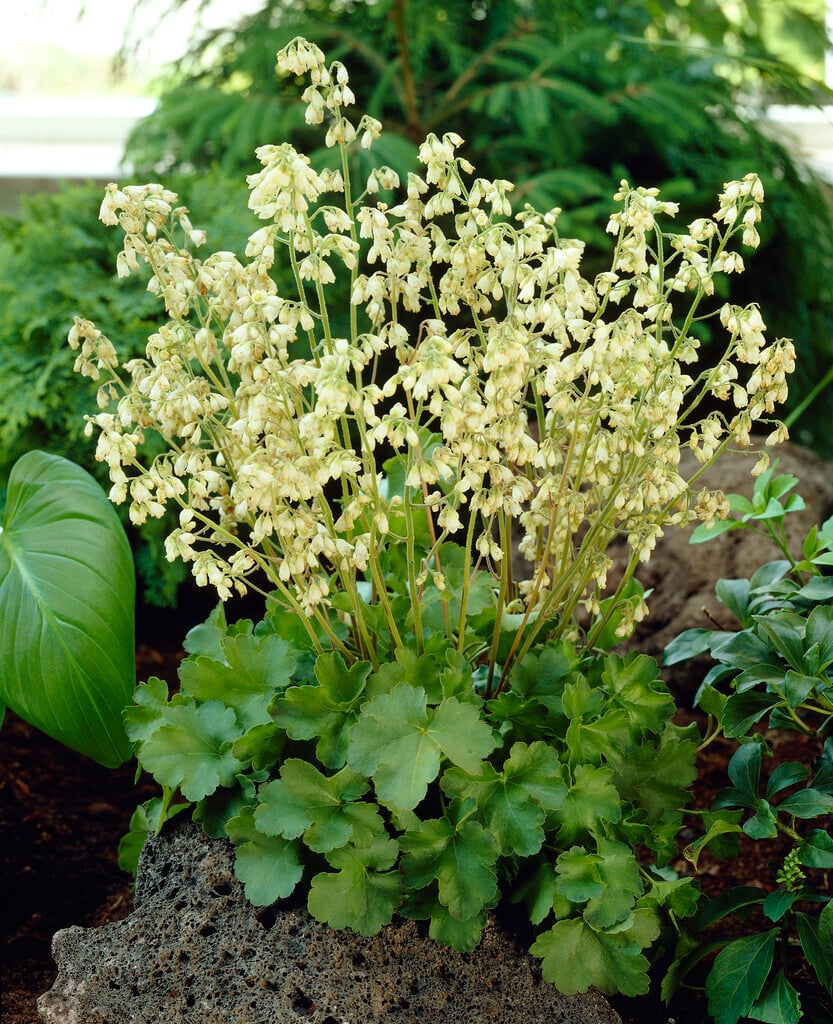 alum root 'Schneewittchen'