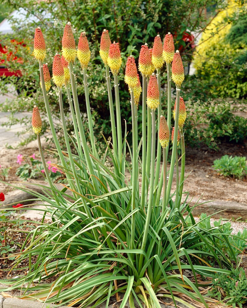 red-hot poker 'Atlanta'