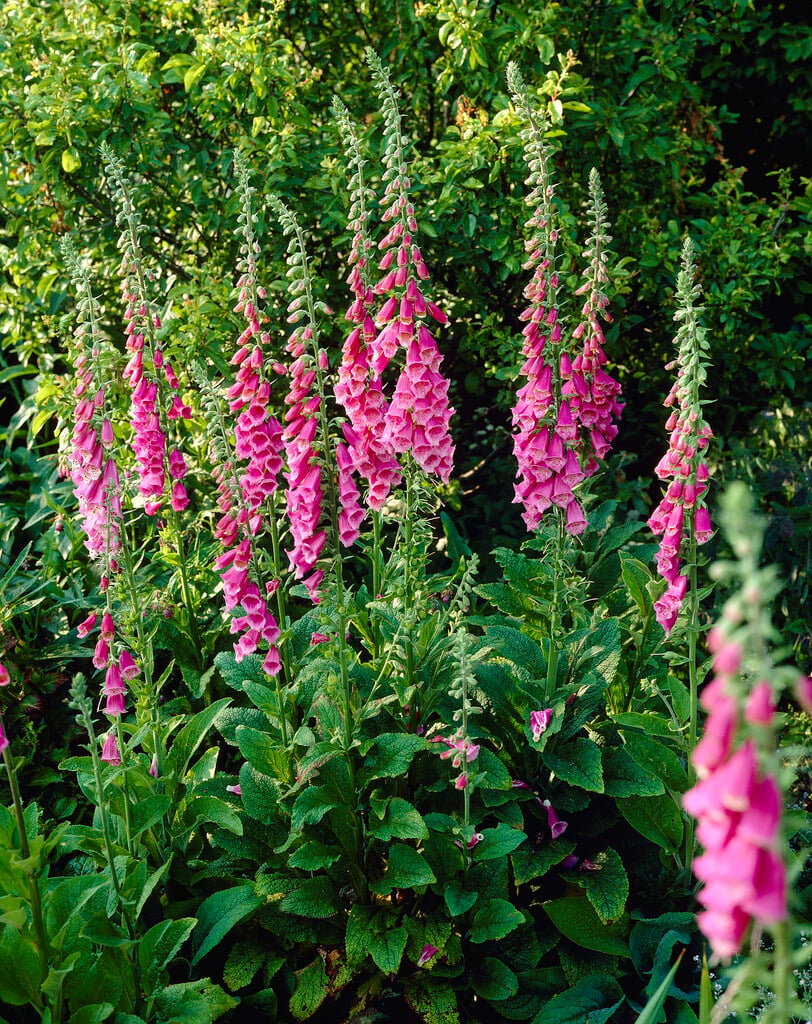 Digitalis purpurea