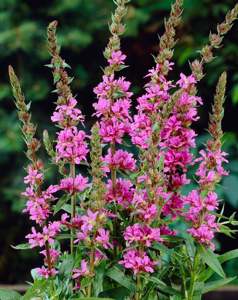 <em>Lythrum</em> <em>salicaria</em> 'The Beacon'