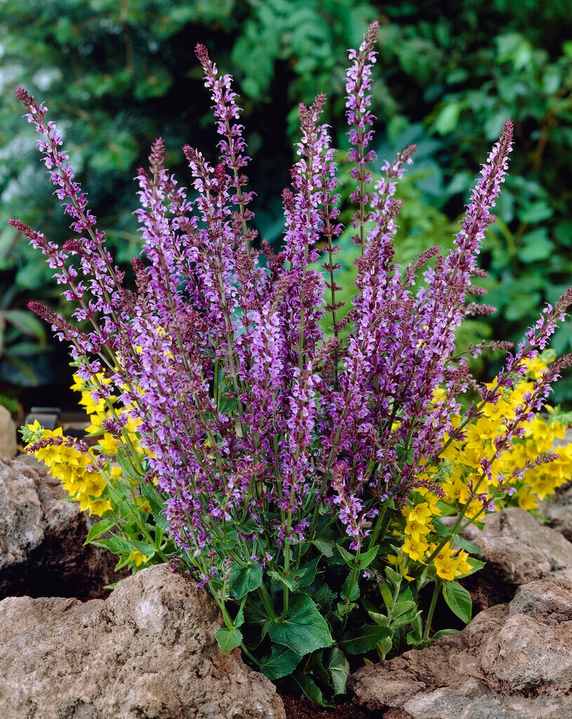 <i>Salvia</i> × <i>sylvestris</i> 'Lye End'