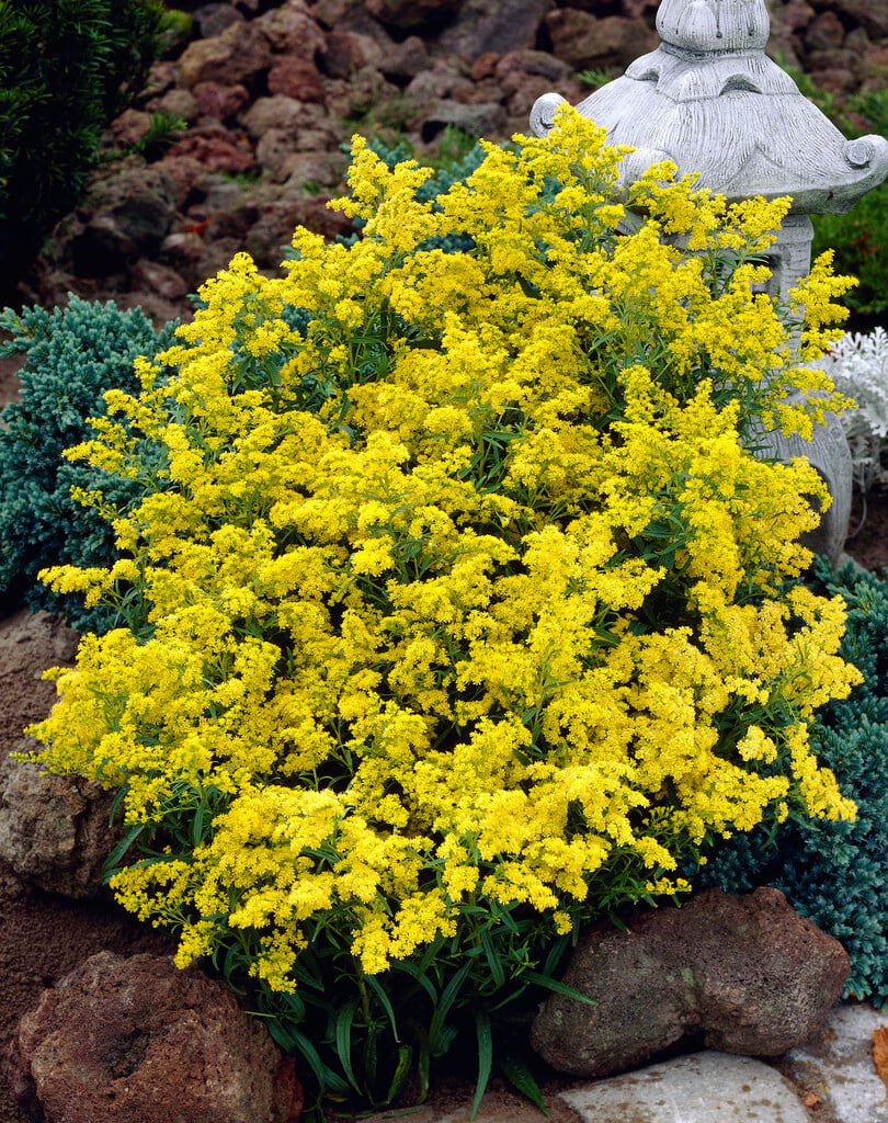 <i>Solidago</i> 'Super'