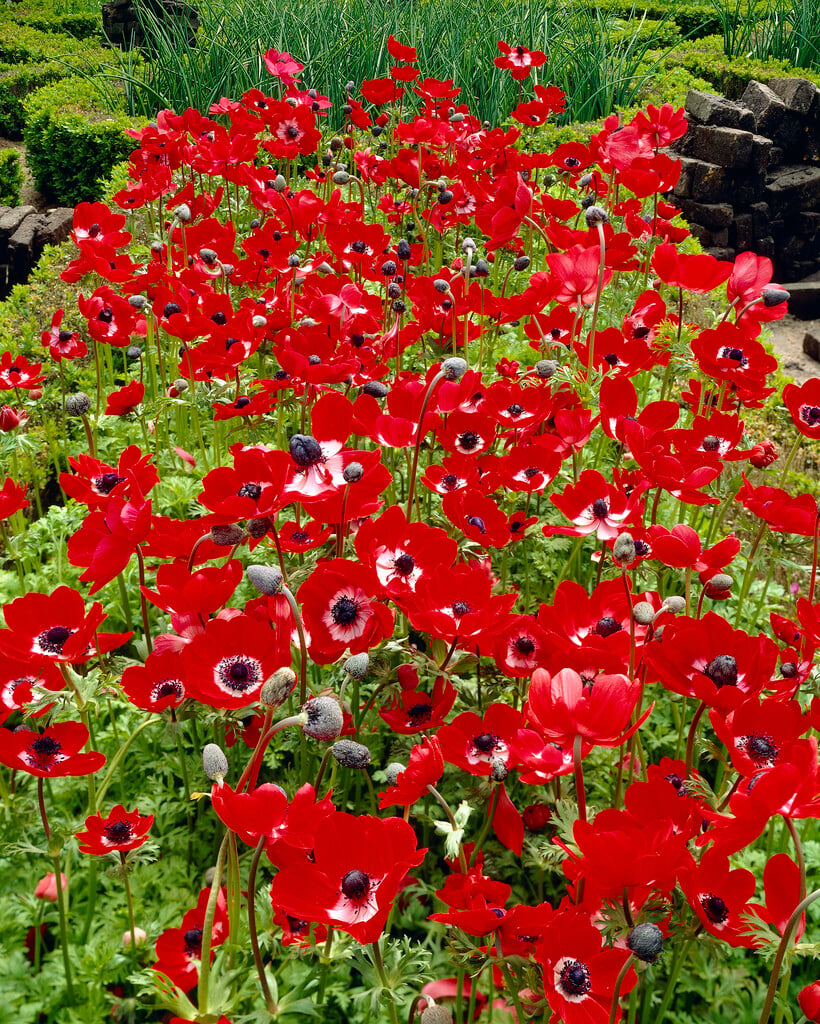 garden anemone 'Hollandia'