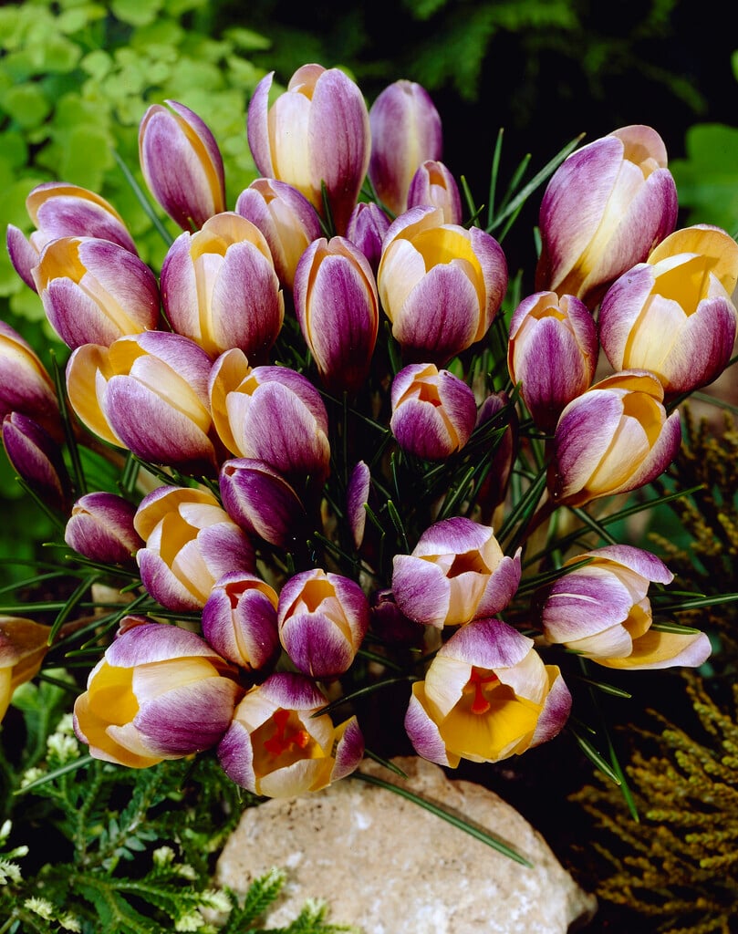 crocus 'Advance'