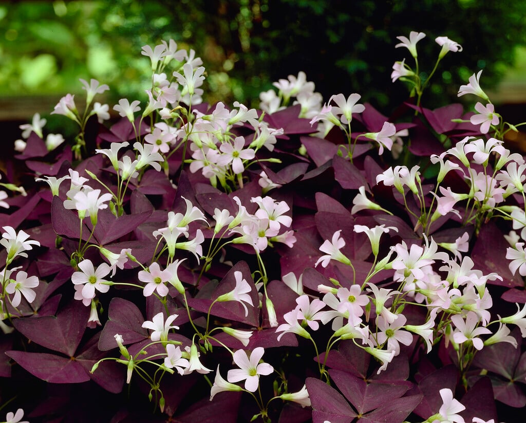 Oxalis triangularis &Mijke& | false shamrock &Mijke& Alpine Rockery/RHS