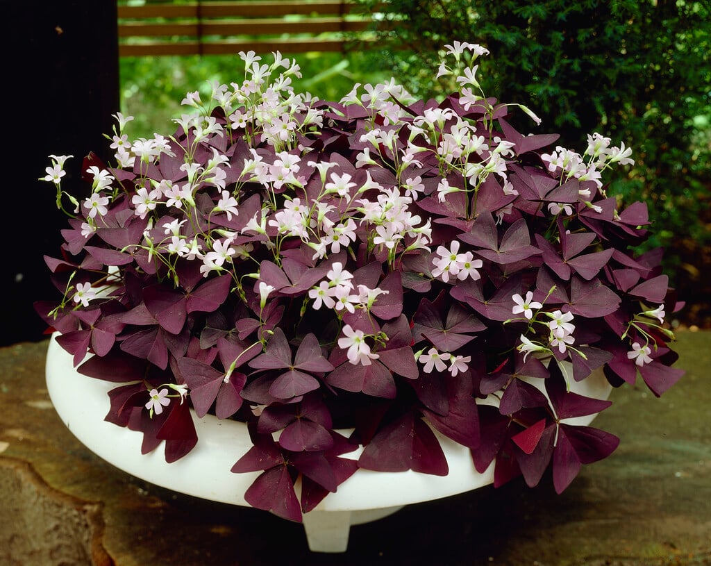 false shamrock 'Mijke'