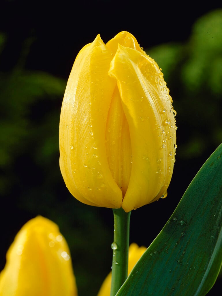 tulip 'Bellona'