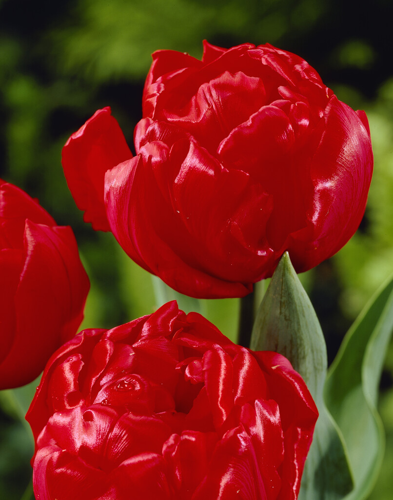 tulip 'Carlton