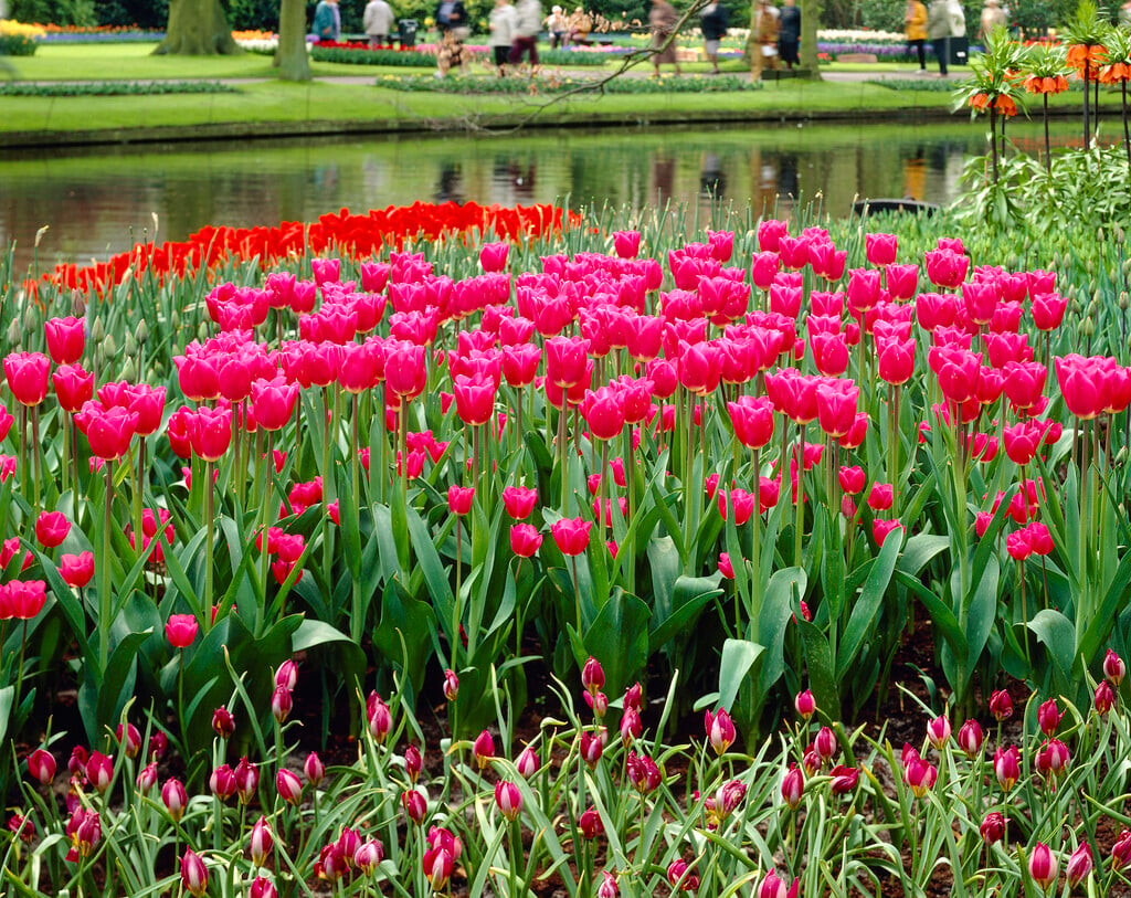 <i>Tulipa</i> 'Carola' (3)