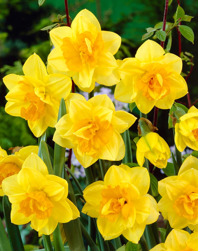 daffodil 'Apotheose'