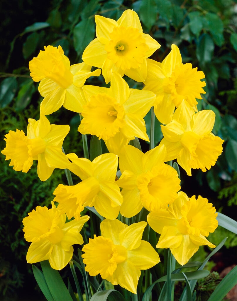 Narcissus &Exception& (1) daffodil &Exception& Bulbs/RHS Gardening