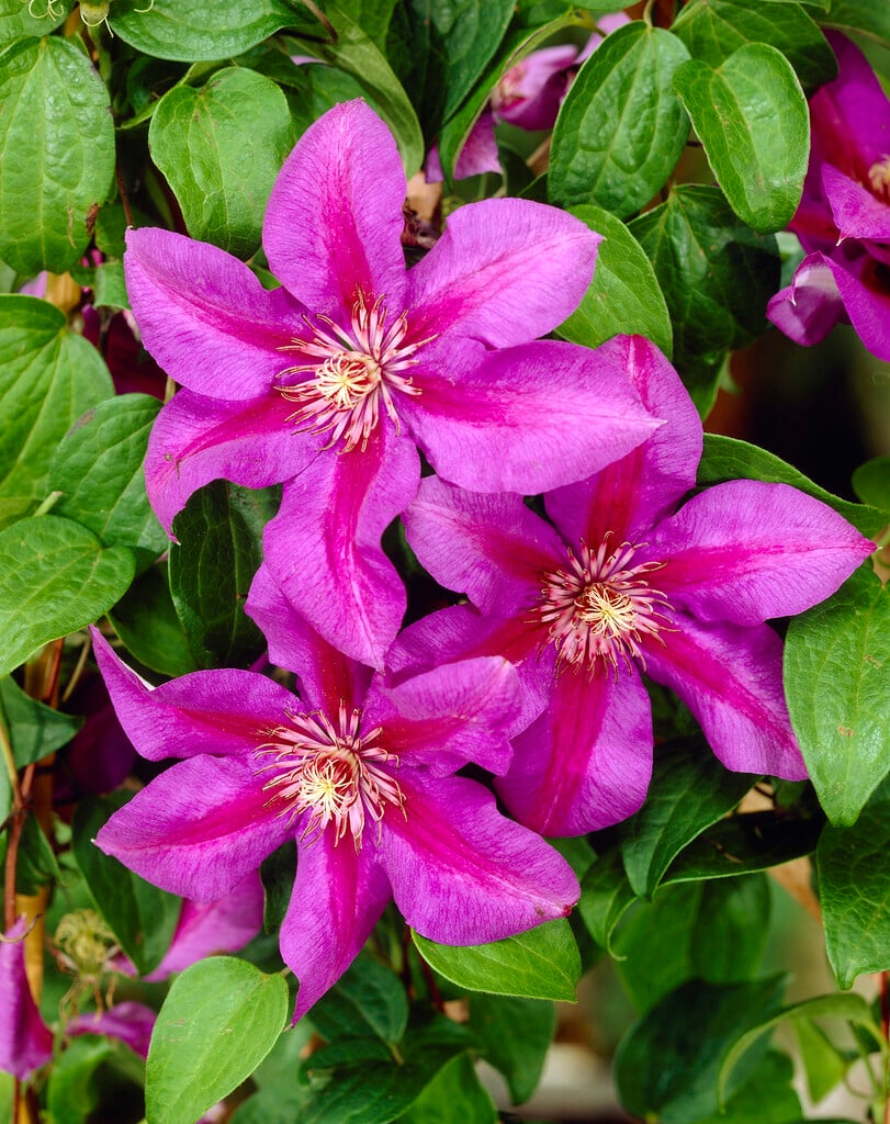 clematis 'Mrs N. Thompson'
