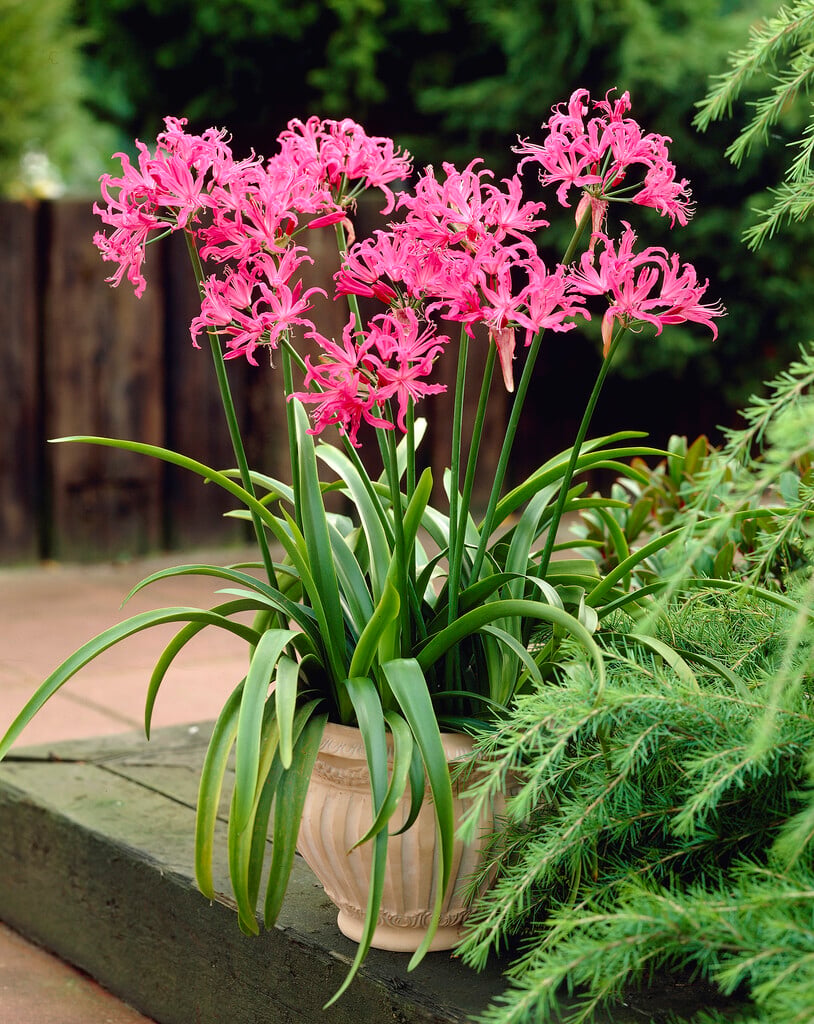 nerine 'Mansellii'