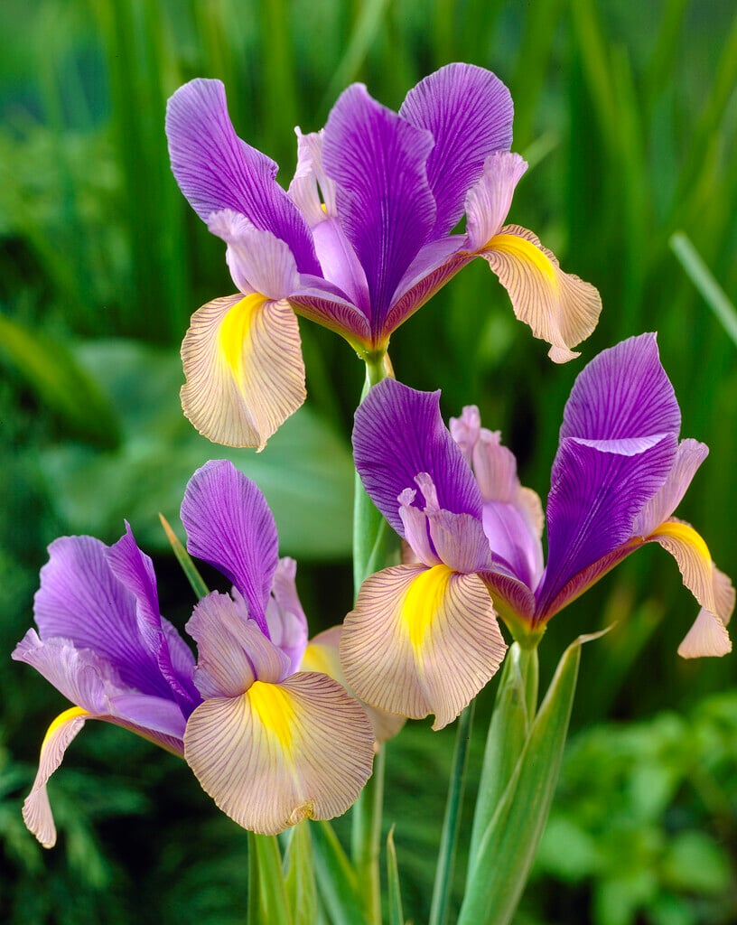 Dutch iris 'Gypsy Beauty'