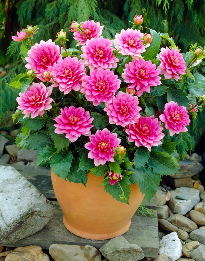 dahlia 'Bluesette'
