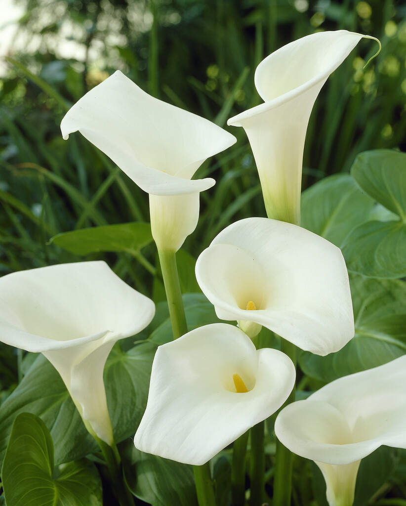 arum lily 'Childsiana'