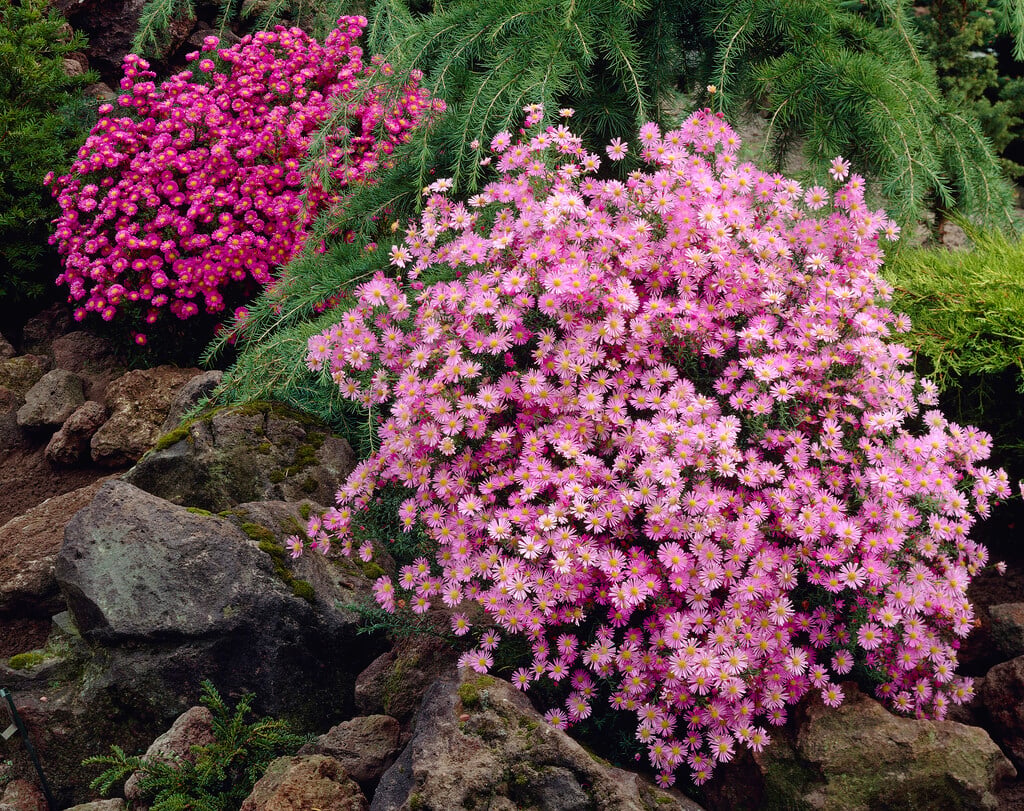 aster 'Pink Star'