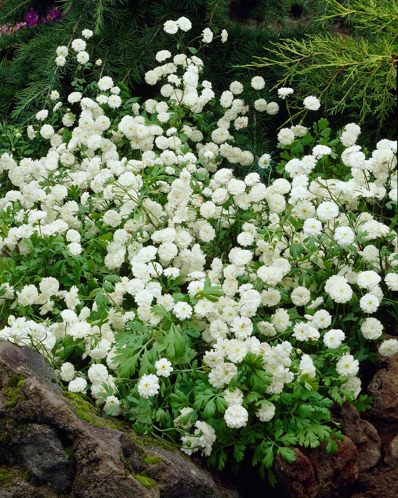 <i>Tanacetum</i> <i>parthenium</i> 'Rowallane' (d)