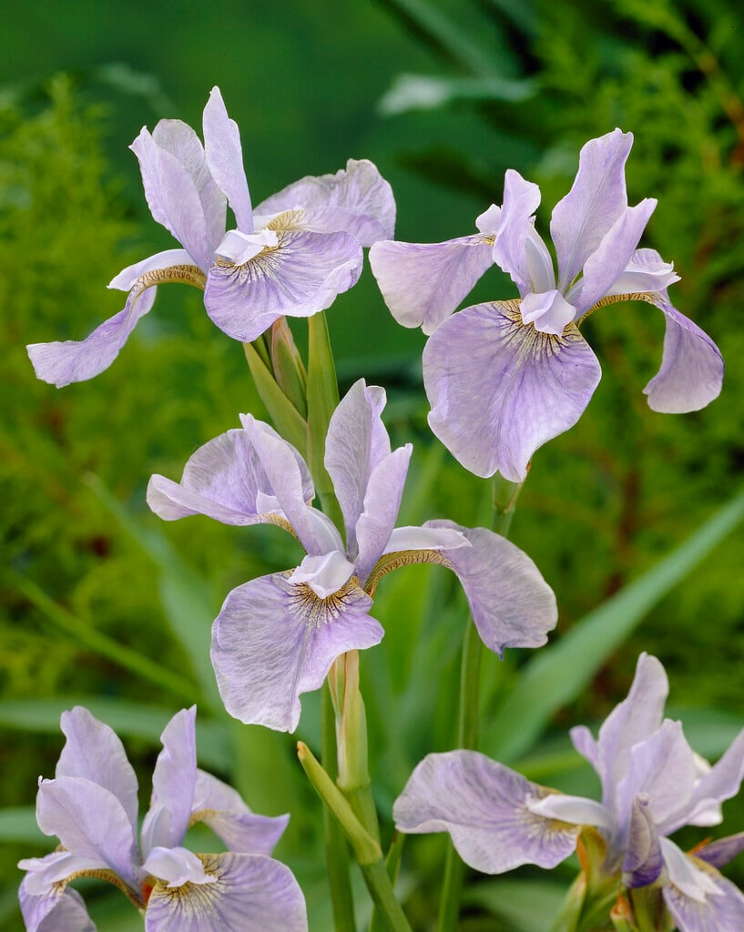 Siberian iris 'Soft Blue'