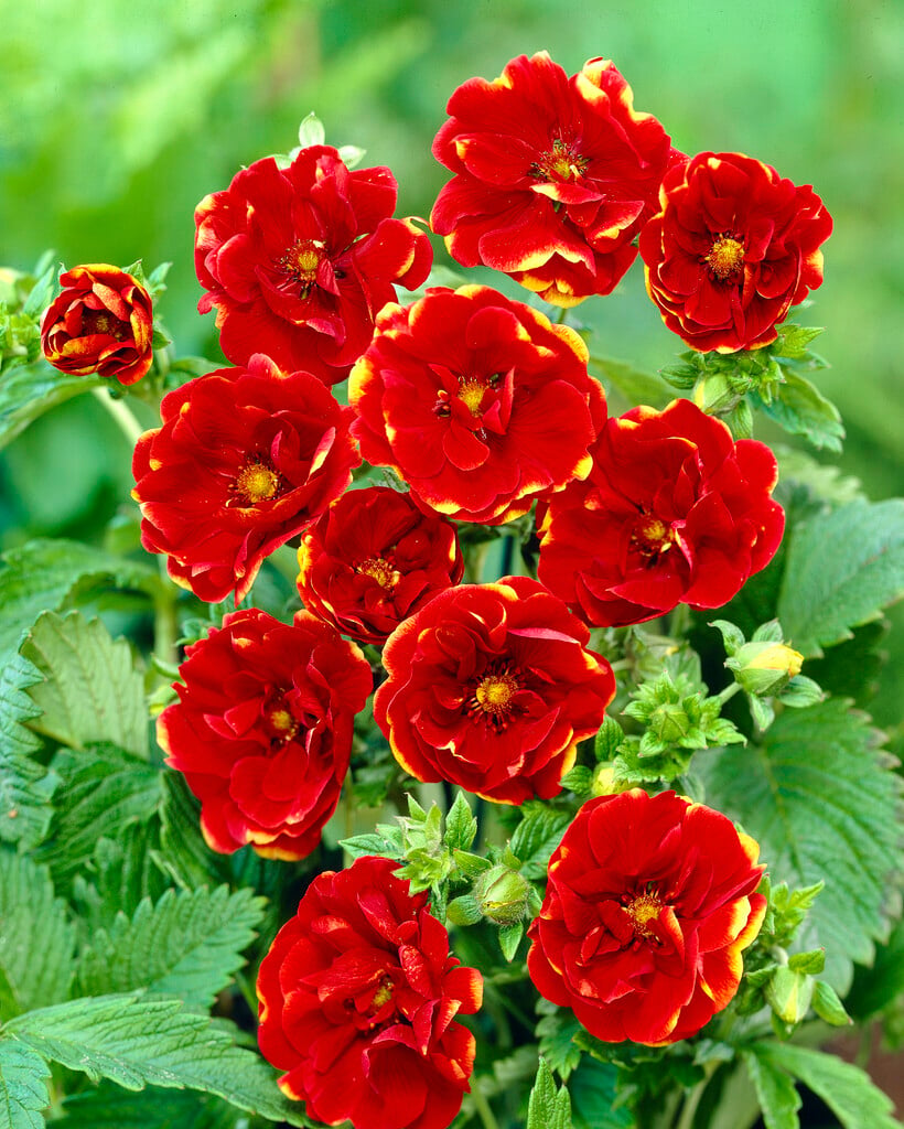 cinquefoil 'Emilie'