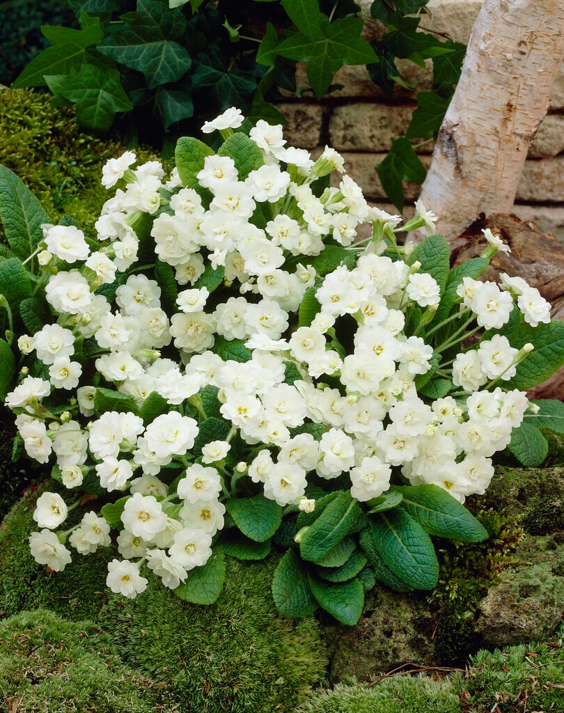 <em>Primula</em> <em>vulgaris</em> 'Alba Plena' (Pr/Prim/d)
