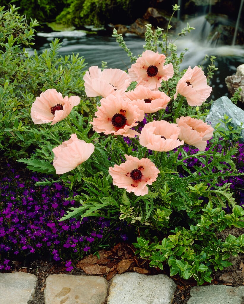 oriental poppy 'Turkish Delight'