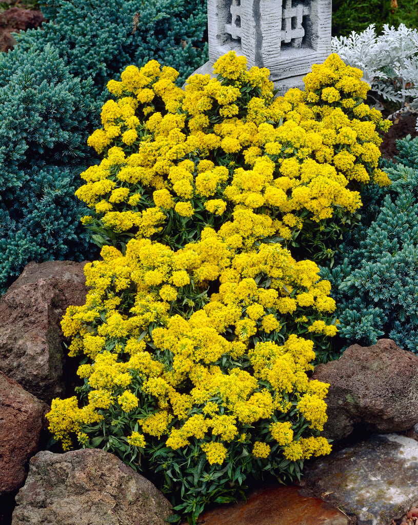 <i>Solidago</i> 'Laurin'
