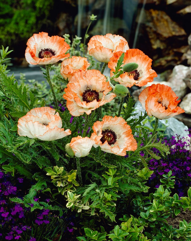 oriental poppy 'Picotée'