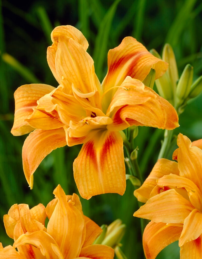 daylily 'Apricot Beauty'