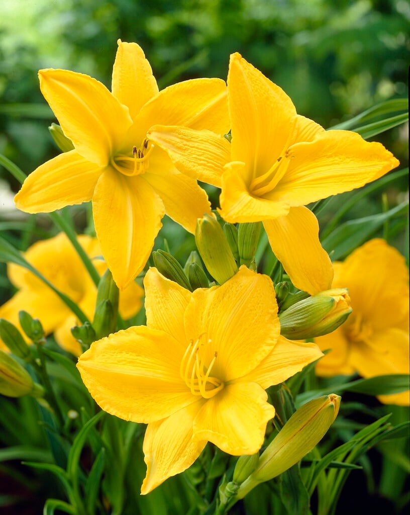 Hemerocallis &Golden Prize& | daylily &Golden Prize& Herbaceous ...