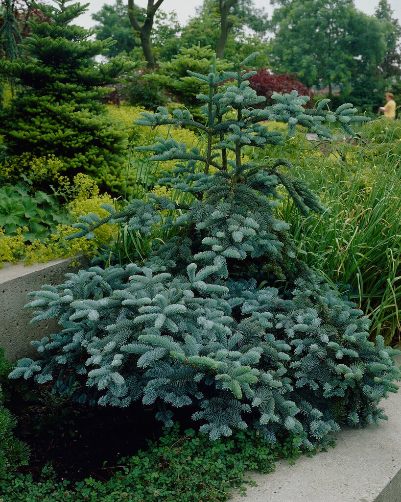 noble fir 'Glauca'