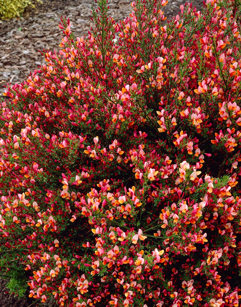 <i>Cytisus</i> 'Red Wings'