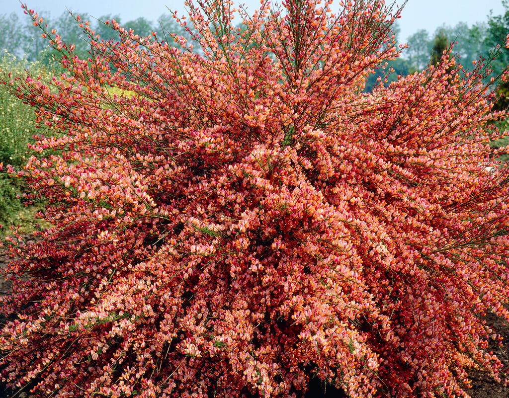 broom 'Frisia'