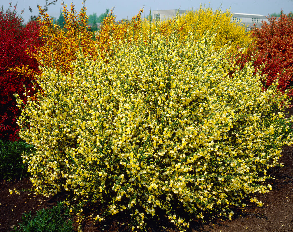 broom 'Luna'