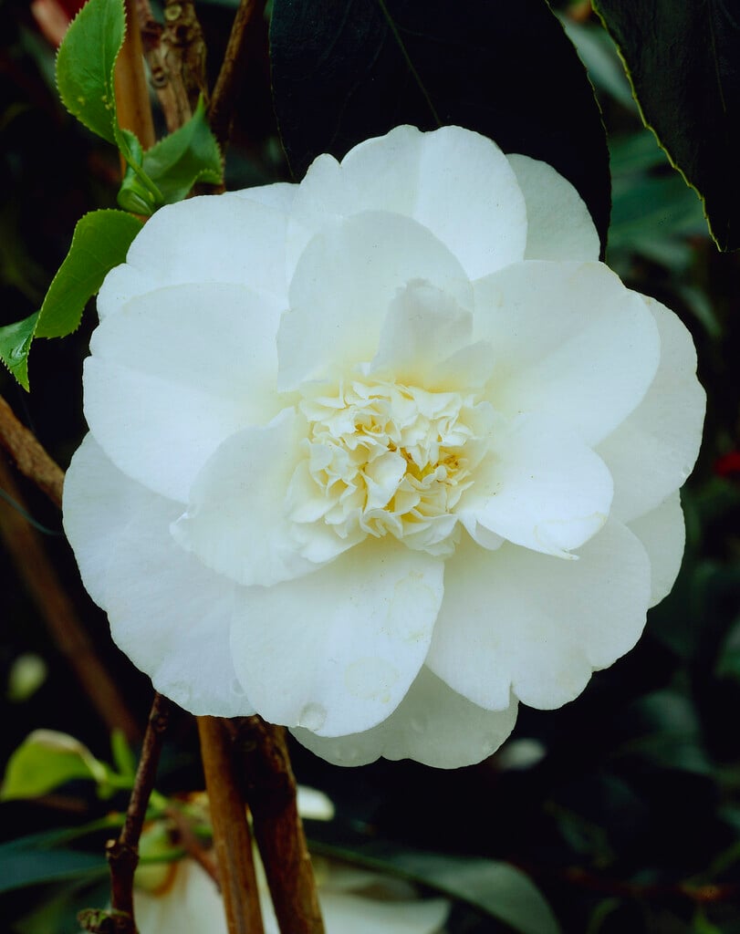 <i>Camellia</i> <i>japonica</i> 'Miss Lyla'