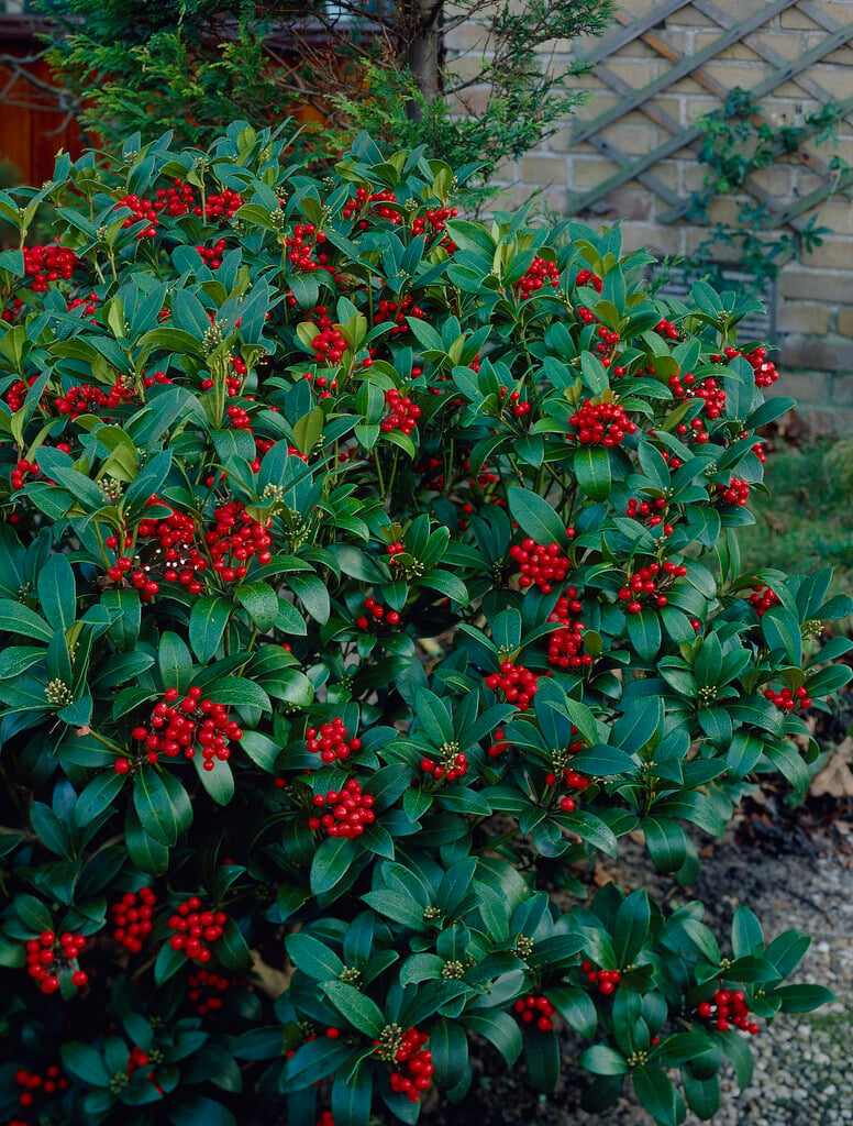 skimmia 'Veitchii'
