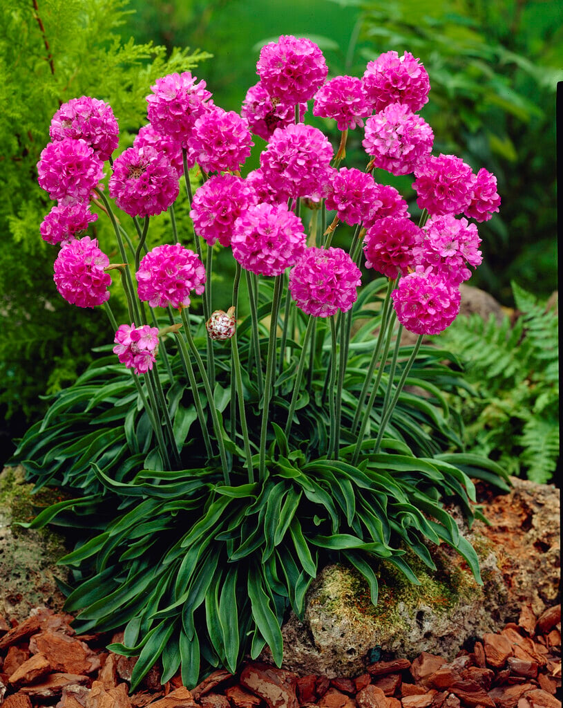 <i>Armeria</i> 'Bees' Ruby'