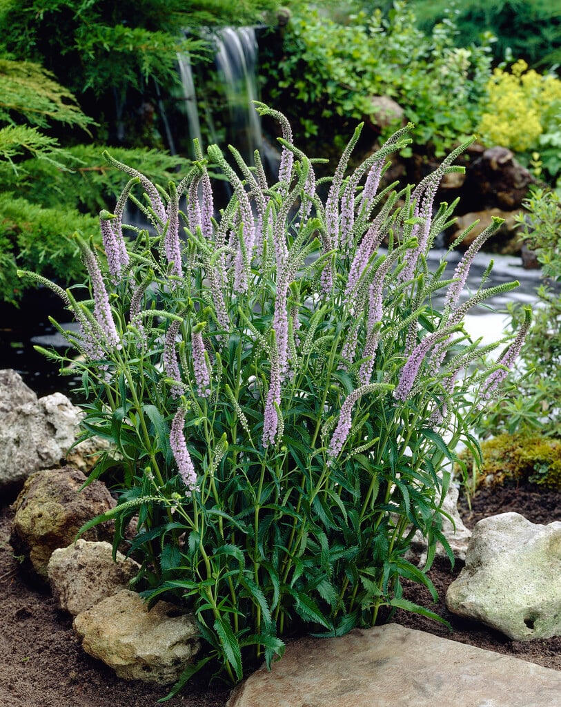 longleaf speedwell 'Lila Karina'